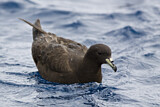 Image. Black Petrel