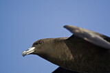 Image. Black Petrel