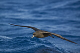 Image. Black Petrel