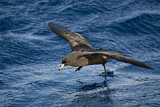 Image. Black Petrel