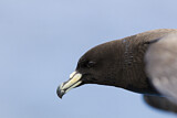 Image. Black Petrel