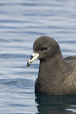 Image. Black Petrel