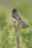 Image. Black Phoebe