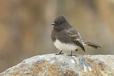 Image. Black Phoebe
