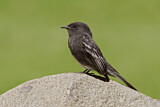 Image. Black Phoebe