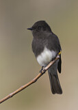 Image. Black Phoebe