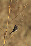 Image. Black Phoebe