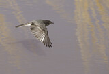 Image. Black Phoebe