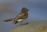 Image. Black Phoebe