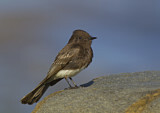 Image. Black Phoebe