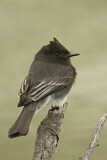 Image. Black Phoebe