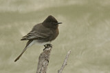 Image. Black Phoebe