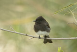 Image. Black Phoebe