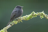 Image. Black Phoebe