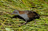 Image. Black Rail