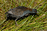Image. Black Rail