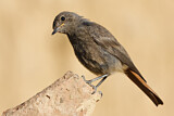 Image. Black Redstart