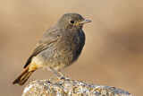 Image. Black Redstart