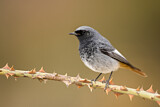 Image. Black Redstart