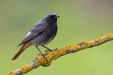 Image. Black Redstart
