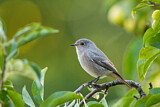 Image. Black Redstart