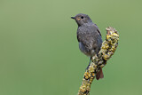 Image. Black Redstart