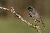 Image. Black Redstart