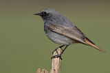 Image. Black Redstart