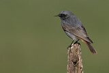Image. Black Redstart