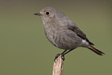 Image. Black Redstart