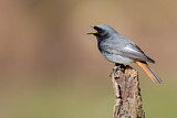 Image. Black Redstart