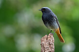 Image. Black Redstart