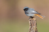 Image. Black Redstart