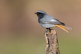 Image. Black Redstart