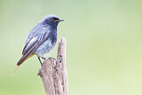 Image. Black Redstart