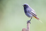 Image. Black Redstart
