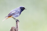 Image. Black Redstart