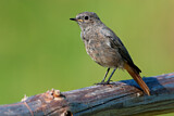 Image. Black Redstart