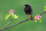 Image. Black Redstart