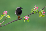 Image. Black Redstart