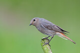Image. Black Redstart