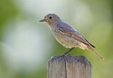 Image. Black Redstart