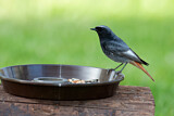 Image. Black Redstart
