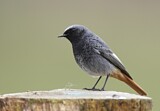 Image. Black Redstart