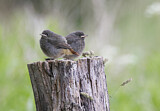 Image. Black Redstart