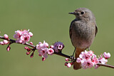 Image. Black Redstart