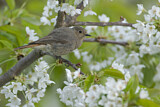 Image. Black Redstart