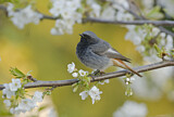 Image. Black Redstart