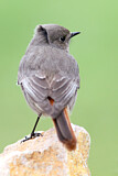 Image. Black Redstart