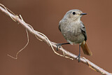 Image. Black Redstart